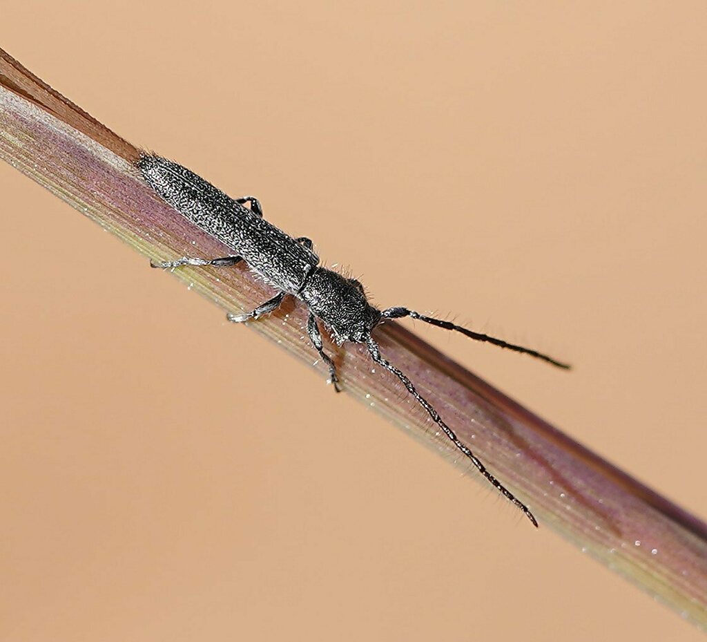 Itheum villosum