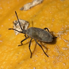 Anasa tristis