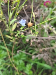 Linum pratense