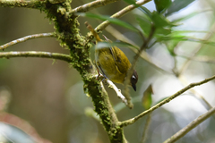 Chlorospingus flavopectus