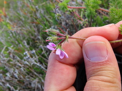 Pelargonium hirtum