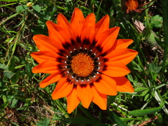 Gazania pectinata