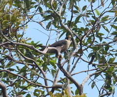 Falco peregrinus macropus