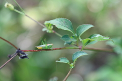 Conocephalus cinereus