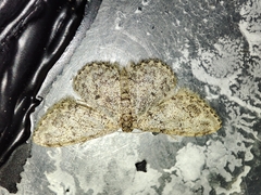 Idaea cervantaria