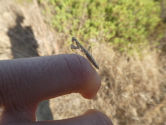 Geomantis larvoides