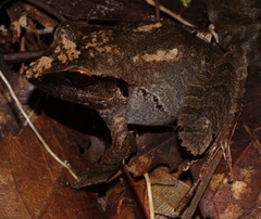 Craugastor rostralis