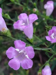 Agalinis heterophylla
