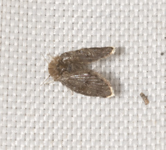 Psychodidae