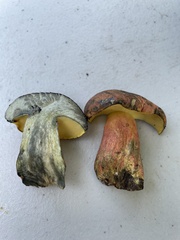 Lanmaoa pseudosensibilis