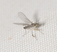 Ptilophyllodromia biroi