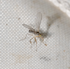 Ptilophyllodromia biroi