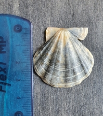 Flexopecten flexuosus