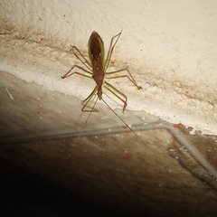 Atopozelus