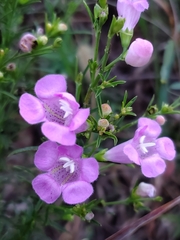 Agalinis heterophylla