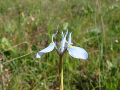 Moraea tripetala