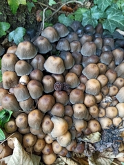Coprinellus