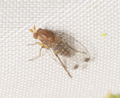 Sciadocera rufomaculata