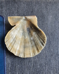 Flexopecten flexuosus