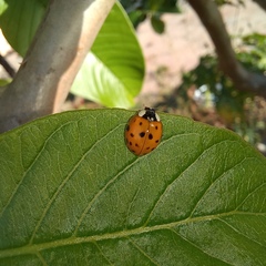 Harmonia axyridis