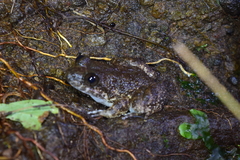 Limnonectes kuhlii