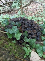 Coprinellus