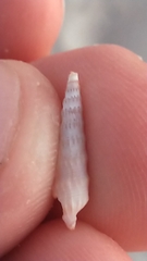 Terebrinae