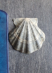 Flexopecten flexuosus