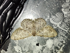 Idaea cervantaria