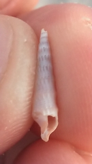 Terebrinae