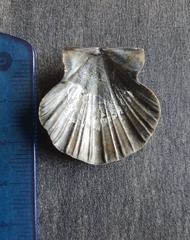 Flexopecten flexuosus