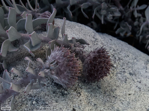 Cederberg pincushion (Leucospermum spathulatum)