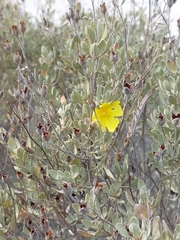 Cistus halimifolius