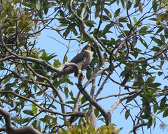 Falco peregrinus macropus