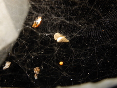 Cyrtophora exanthematica