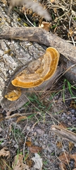 Funalia