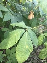 Aesculus parviflora