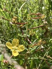 Ludwigia octovalvis