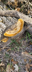 Funalia
