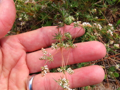 Adenogramma glomerata