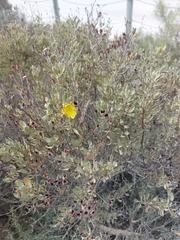 Cistus halimifolius