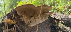 Funalia