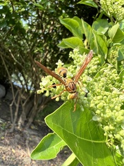 Polistes japonicus