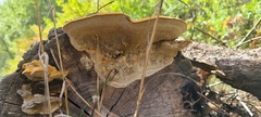 Funalia