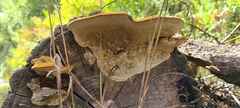 Funalia