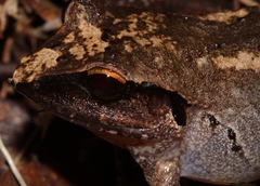 Craugastor rostralis