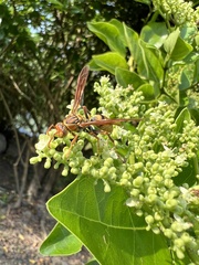 Polistes japonicus