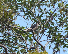 Falco peregrinus macropus