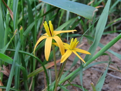 Pauridia linearis