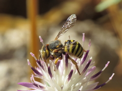 Icteranthidium grohmanni